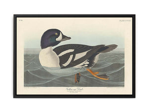 Golden-Eye Duck