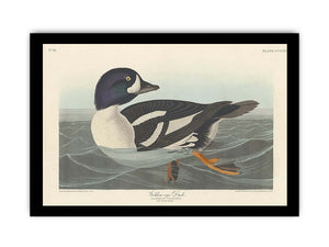 Golden-Eye Duck