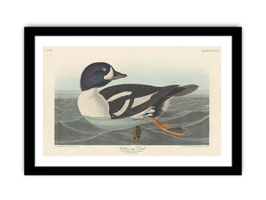 Golden-Eye Duck