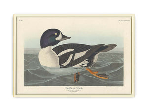 Golden-Eye Duck