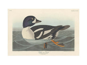 Golden-Eye Duck
