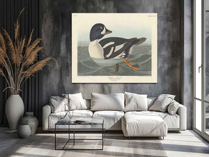 Golden-Eye Duck