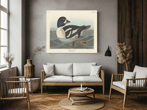 Golden-Eye Duck
