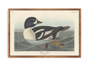 Golden-Eye Duck