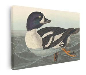Golden-Eye Duck