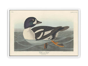 Golden-Eye Duck