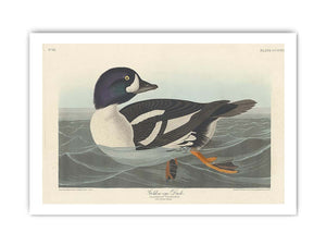 Golden-Eye Duck