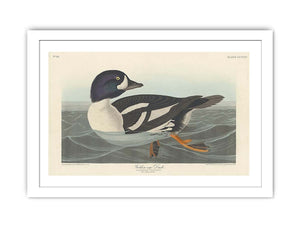 Golden-Eye Duck