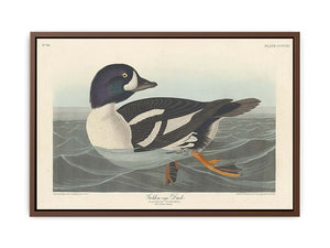 Golden-Eye Duck
