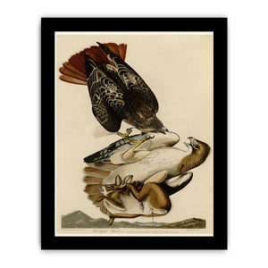 Red Tailed Hawk