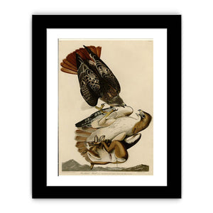 Red Tailed Hawk