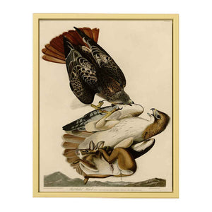 Red Tailed Hawk