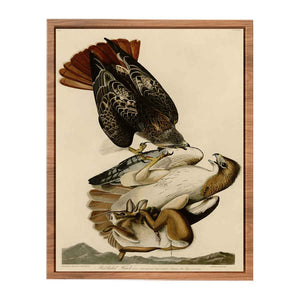 Red Tailed Hawk