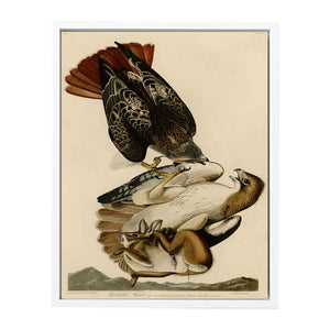 Red Tailed Hawk