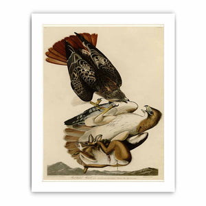 Red Tailed Hawk