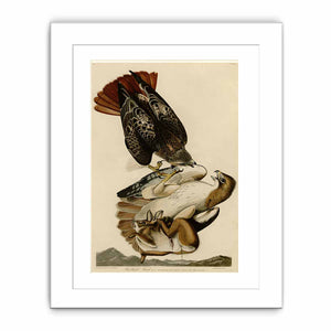 Red Tailed Hawk