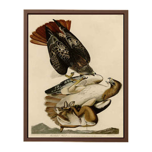 Red Tailed Hawk