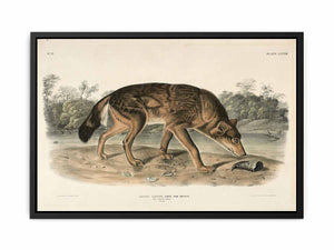 Red Texan Wolf