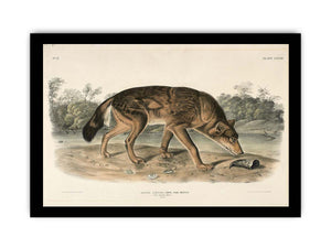 Red Texan Wolf