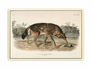 Red Texan Wolf