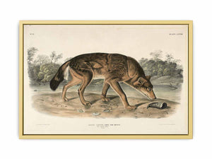 Red Texan Wolf