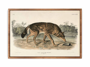 Red Texan Wolf