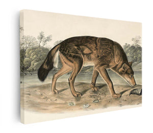 Red Texan Wolf