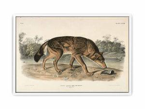 Red Texan Wolf