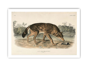 Red Texan Wolf