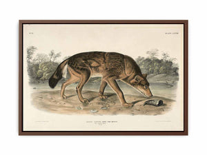 Red Texan Wolf