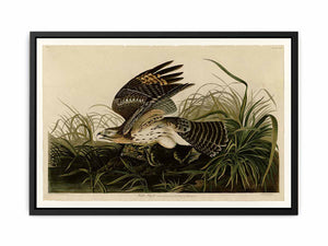 Winter Hawk (Plate 71)