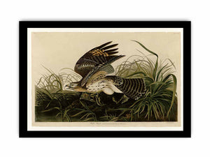 Winter Hawk (Plate 71)