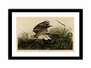 Winter Hawk (Plate 71)