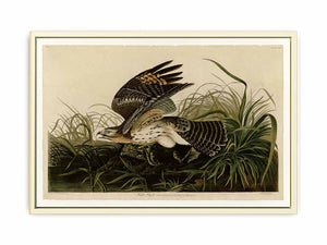 Winter Hawk (Plate 71)