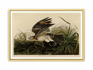 Winter Hawk (Plate 71)