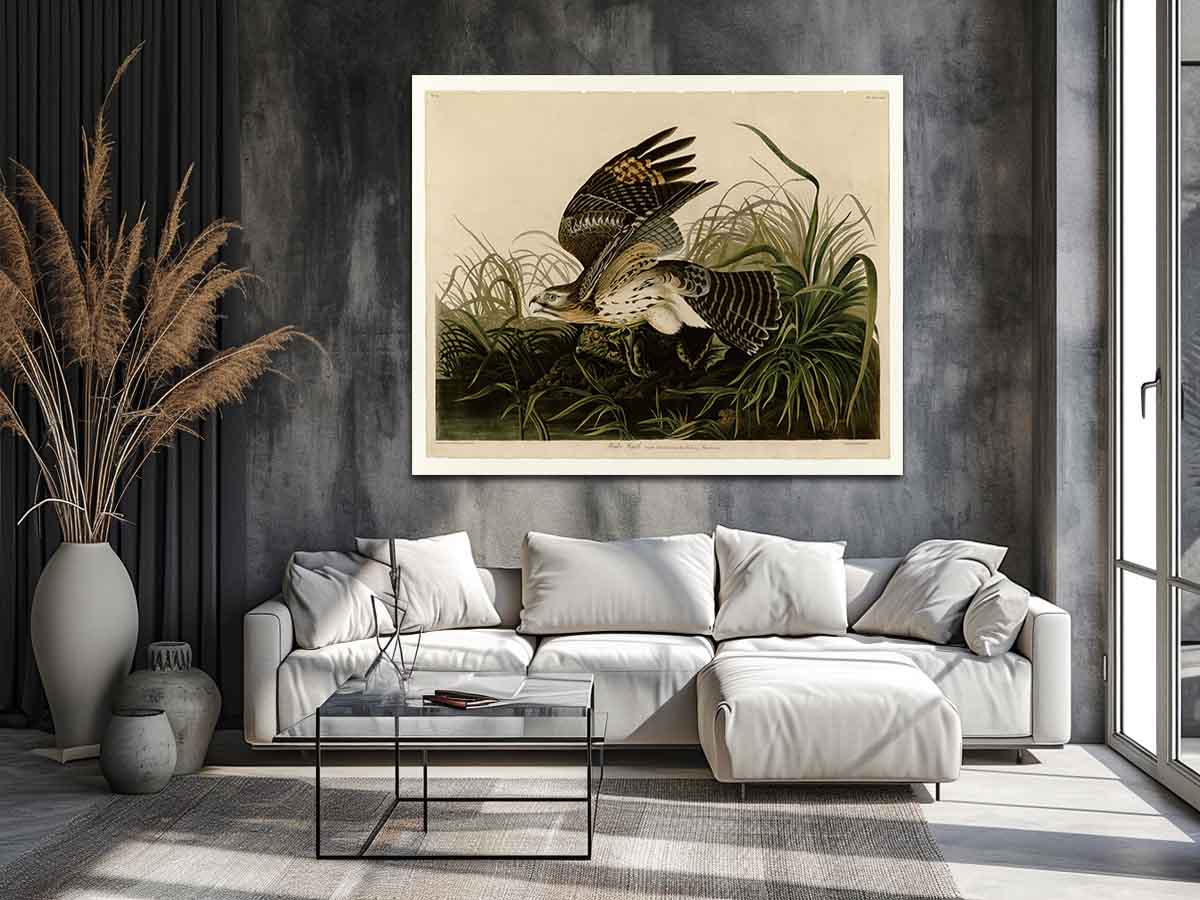 Winter Hawk (Plate 71)