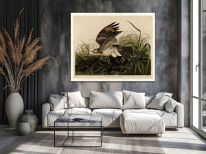 Winter Hawk (Plate 71)
