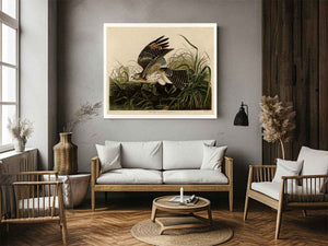 Winter Hawk (Plate 71)