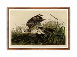Winter Hawk (Plate 71)