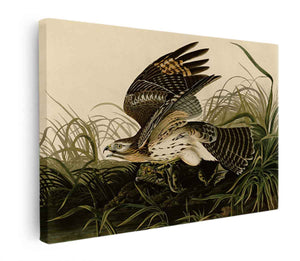 Winter Hawk (Plate 71)