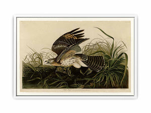 Winter Hawk (Plate 71)