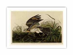 Winter Hawk (Plate 71)