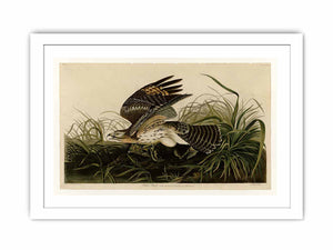 Winter Hawk (Plate 71)