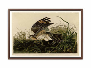 Winter Hawk (Plate 71)