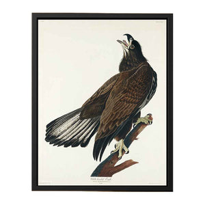 White-Headed Eagle (Plate Cxxvi)
