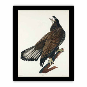 White-Headed Eagle (Plate Cxxvi)