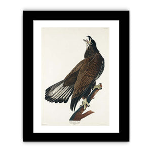 White-Headed Eagle (Plate Cxxvi)