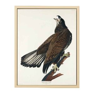 White-Headed Eagle (Plate Cxxvi)