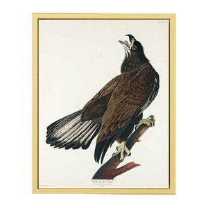 White-Headed Eagle (Plate Cxxvi)