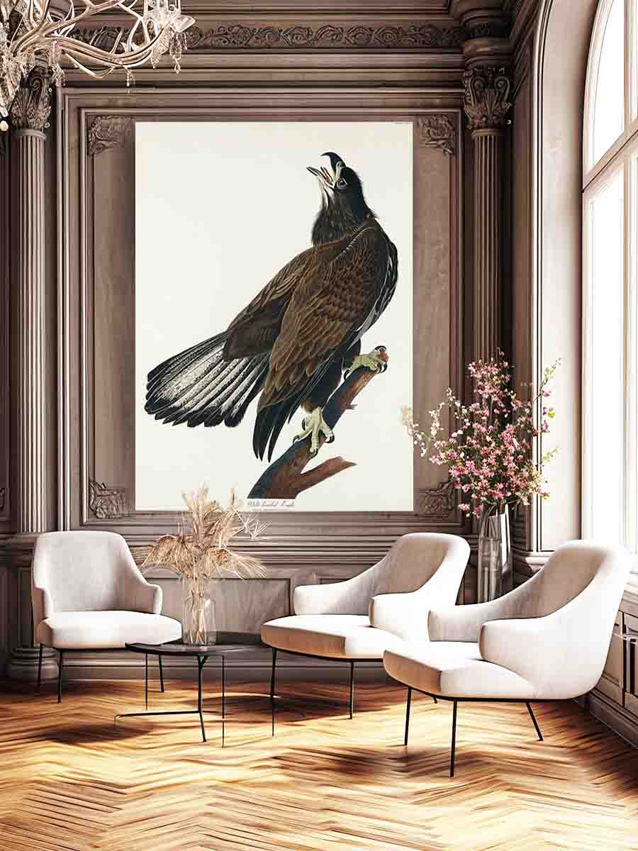 White-Headed Eagle (Plate Cxxvi)